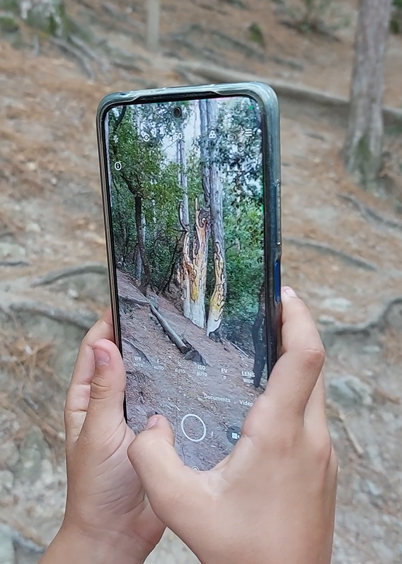 BOSC PINTAT DE POBLET