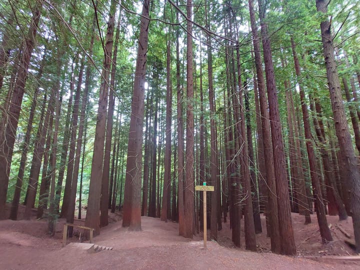 EL BOSC DE SEQUOIES DE CANTÀBRIA